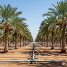 Our Palm Grove in Madinah