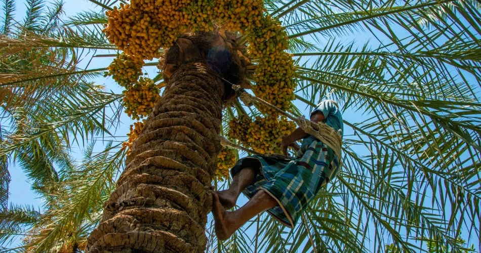 Freshly Harvested Madinah Dates