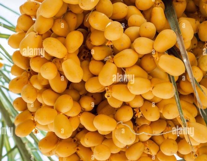 Ajwa Dates from Madinah close-up